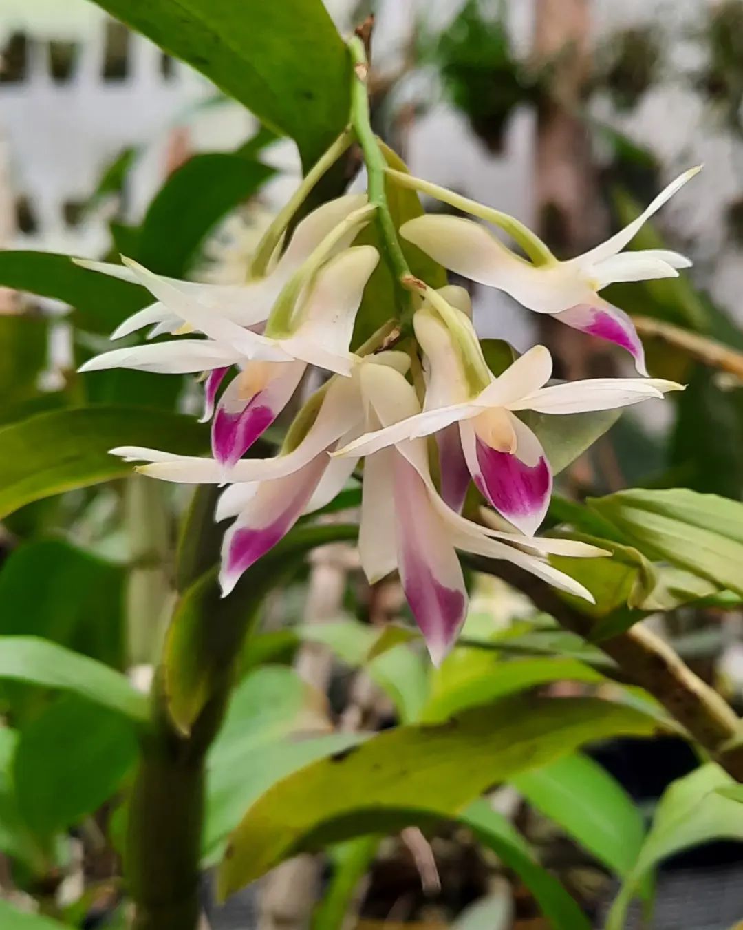 orquideadendrobium Cuidar da Casa