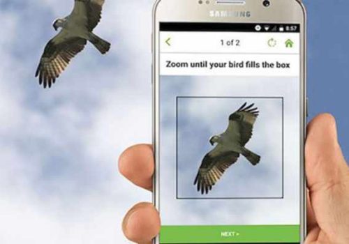 Aplicativos para Identificar Aves